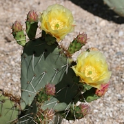 Опунция (Opuntia)