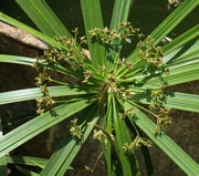 Циперус, водна палма (Cyperus)