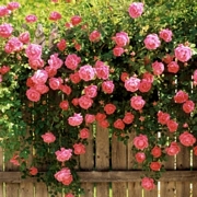 Увивна роза, розова (Rose)
