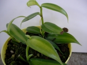 Ванилия (Vanilla planifolia)