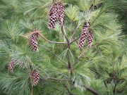 Веймутов бор (Pinus strobus)
