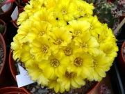 Венгартия (Weingartia lanata)