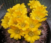 Венгартия (Weingartia lanata)