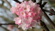 Вибурнум, калина (Viburnum)