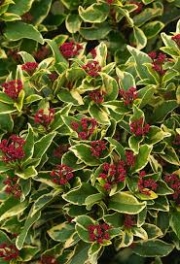 Вибурнум вариегатен (viburnum tinus variegatum)