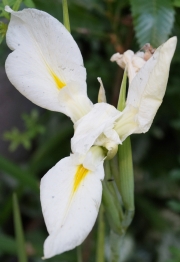 Воден ирис, бял (Water Iris)