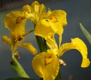 Воден ирис, жълт (Water Iris)
