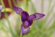 Воден ирис, лилав (Water Iris)