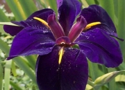 Воден ирис (Water Iris Louisiana Black Gamecock)