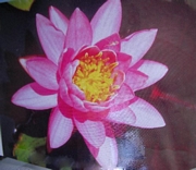 Водна лилия, розова (Nymphaea)