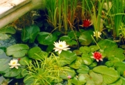 Водна лилия, малка (Nymphaea)