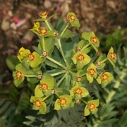 Еуфорбия (Euphorbia rigida)