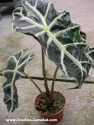 Алоказия (Alocasia)