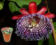Пасифлора, семена (Passiflora quadrangularis Purple Granadilla)