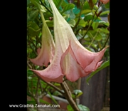 Бругманзия Датура розова, Ангелски тромпети (Brugmansia)