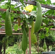 Луфа, разсад (Luffa)