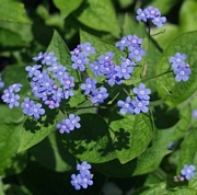 Брунера, кавказка незабравка (Brunnera macrophylla)