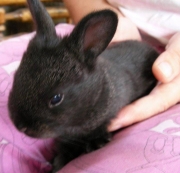 Зайче (Rabbit)