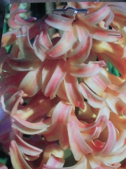 Зюмбюл (Hyacinthus Splendid Cornelia)
