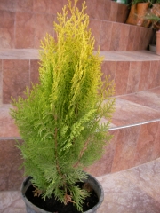 Златиста източна туя (Thuja plicata)