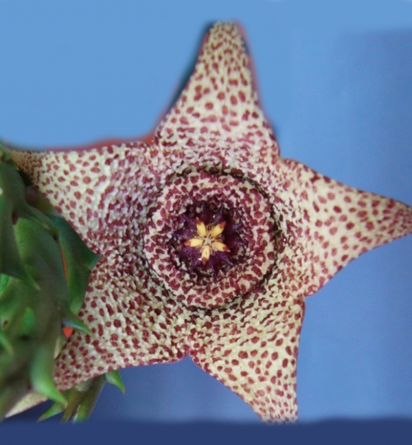 Стапелия (Stapelia minima) Стапелия (Stapelia minima)