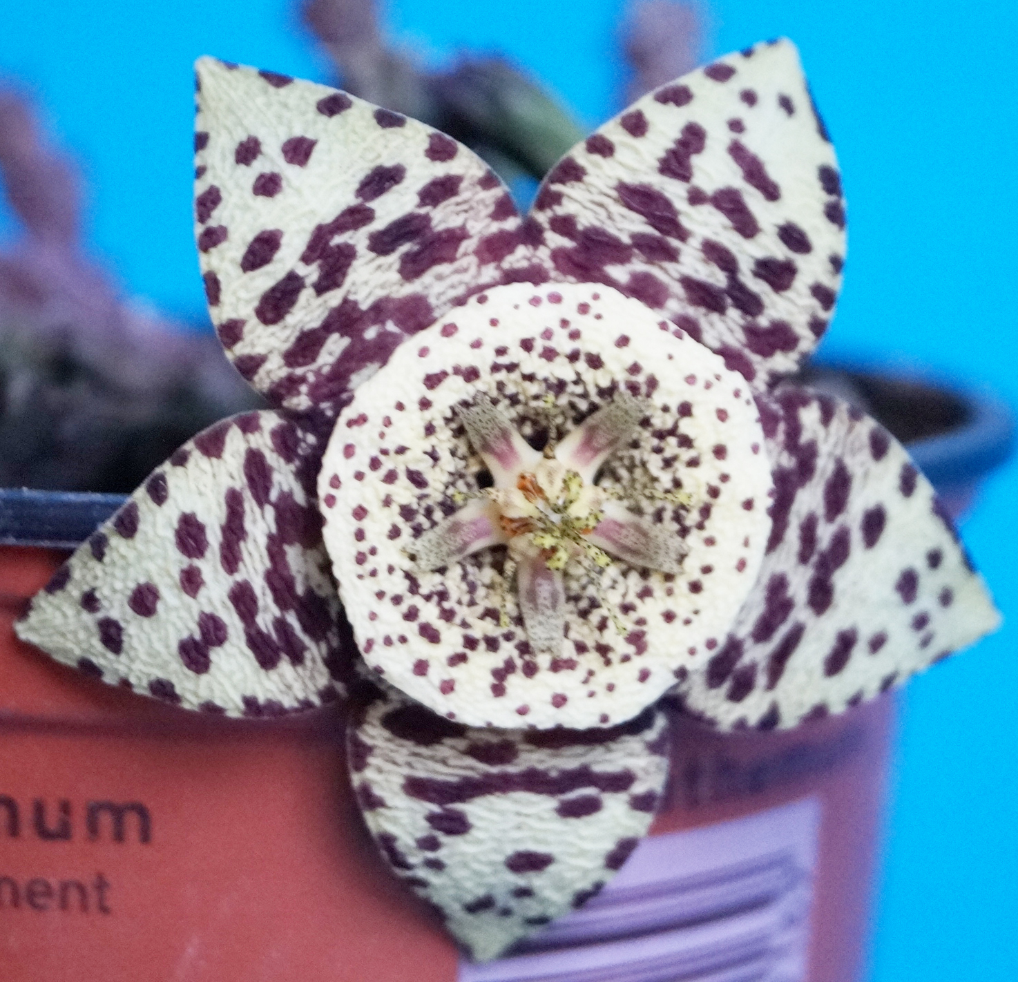 Стапелия вариегата (Stapelia variegata minima) Стапелия вариегата (Stapelia variegata minima)