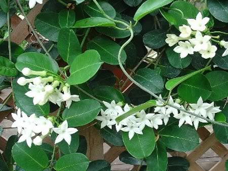 Стефанотис, жасмин, Мадагаскарски жасмин (Stephanotis) Стефанотис, жасмин, Мадагаскарски жасмин (Stephanotis)