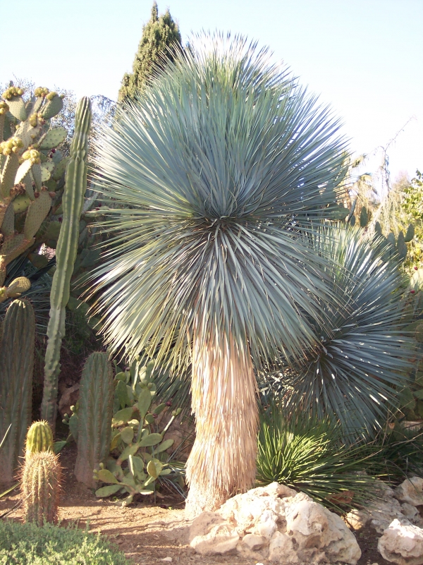 Студоустойчива юка рострата (Yucca rostrata) Студоустойчива юка рострата (Yucca rostrata)