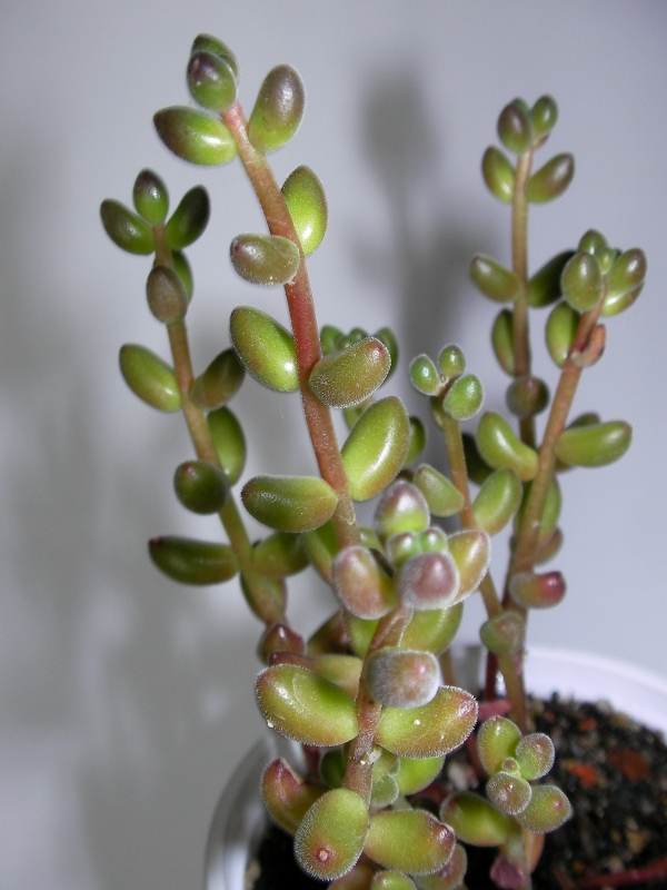 Сукулент (Succulent)