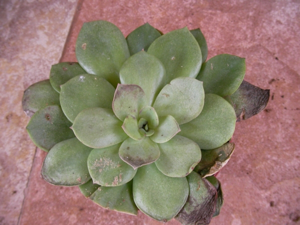 Сукулент (Succulent)