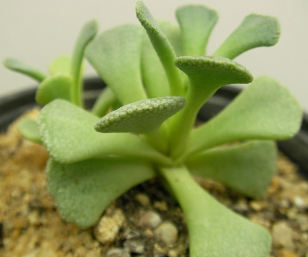 Сукулент (Succulent)