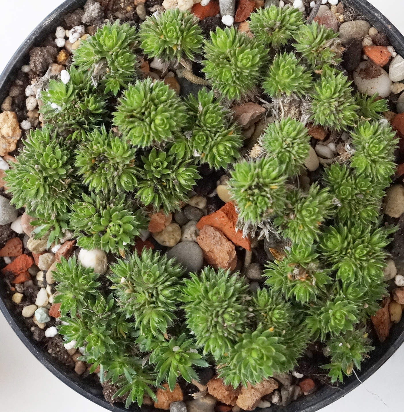 Сукулент (Succulent)