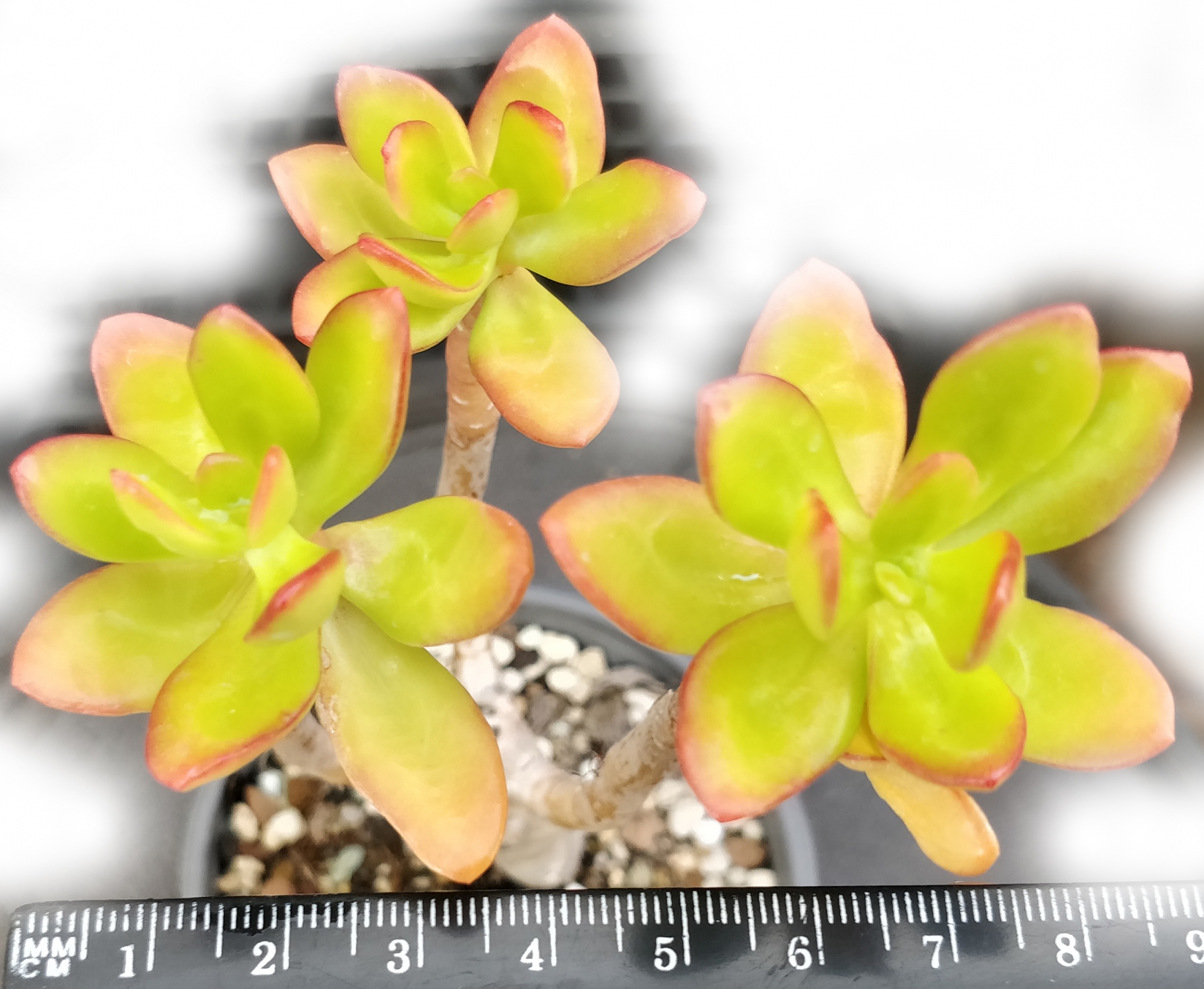Сукулент (Succulent)