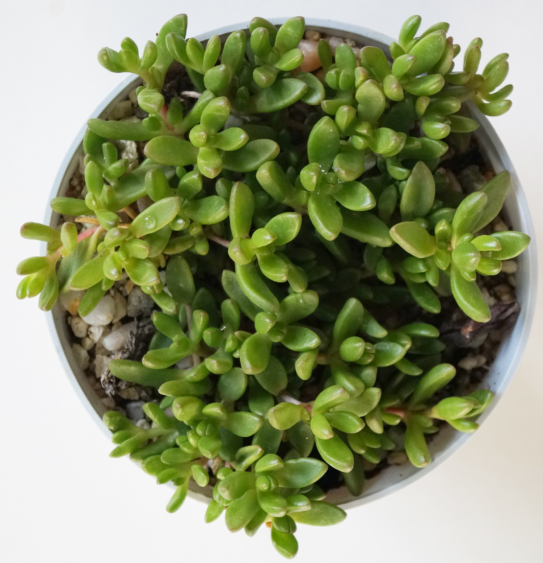 Сукулент (Succulent plant aizoaceae)
