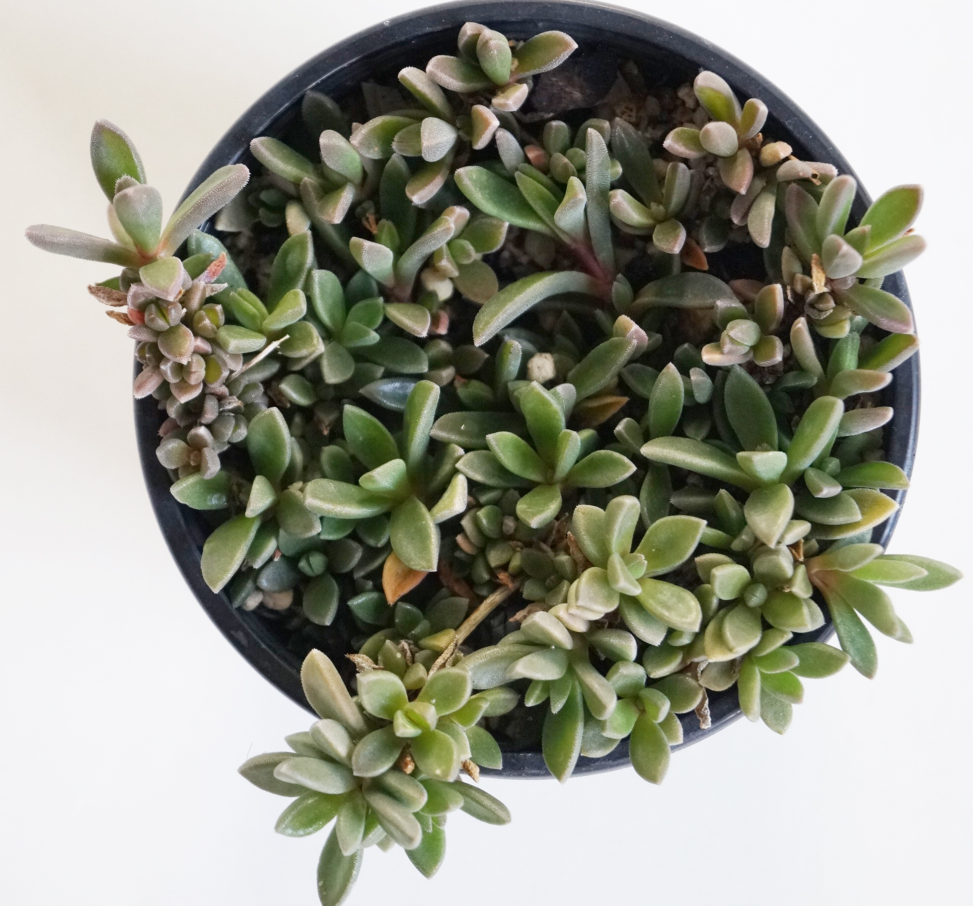 Сукулент (Succulent plant aizoaceae)