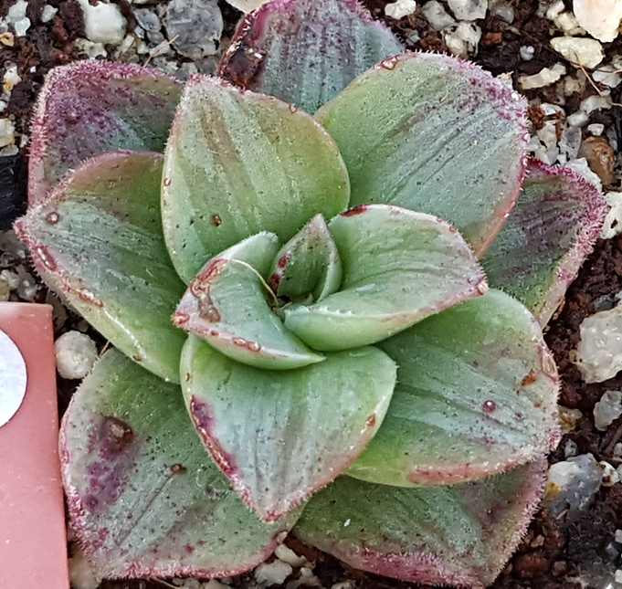 Сукулент (Succulent, 태양금)