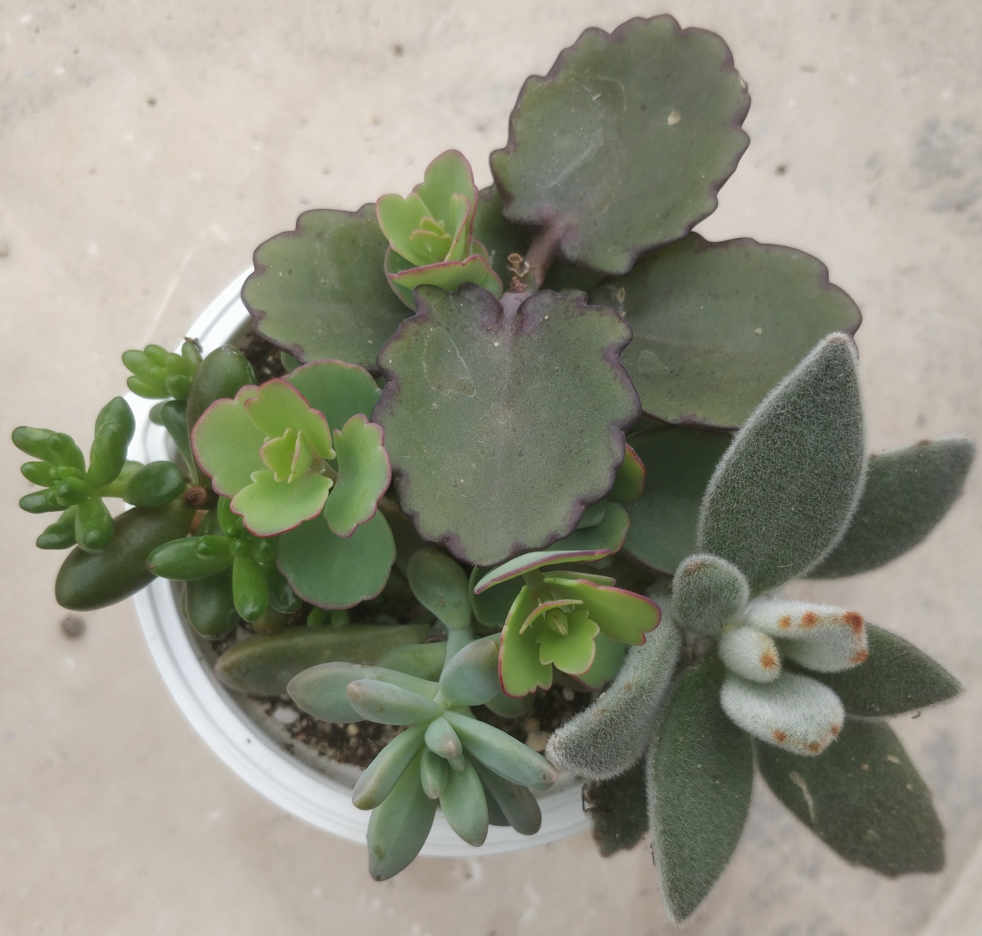Сукуленти микс 4-5 вида (Succulents mix)