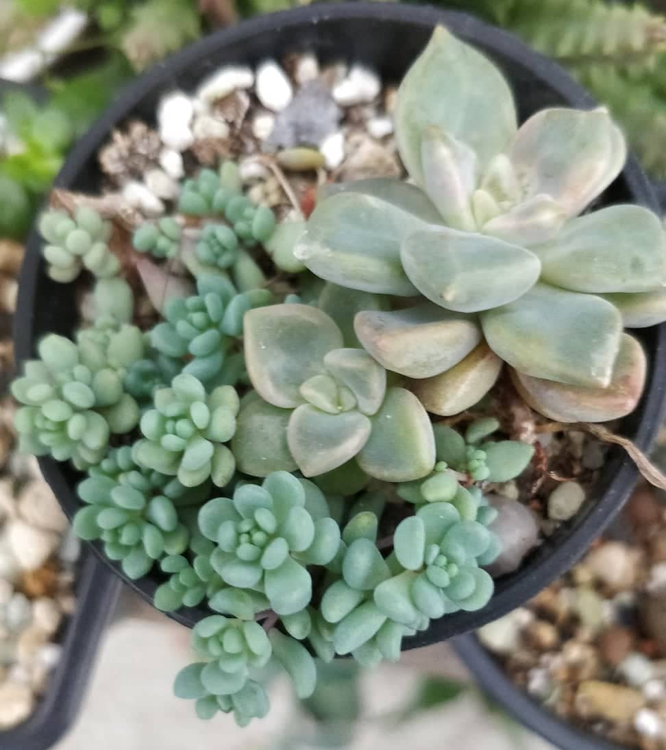 Сукуленти микс (Succulents mix)