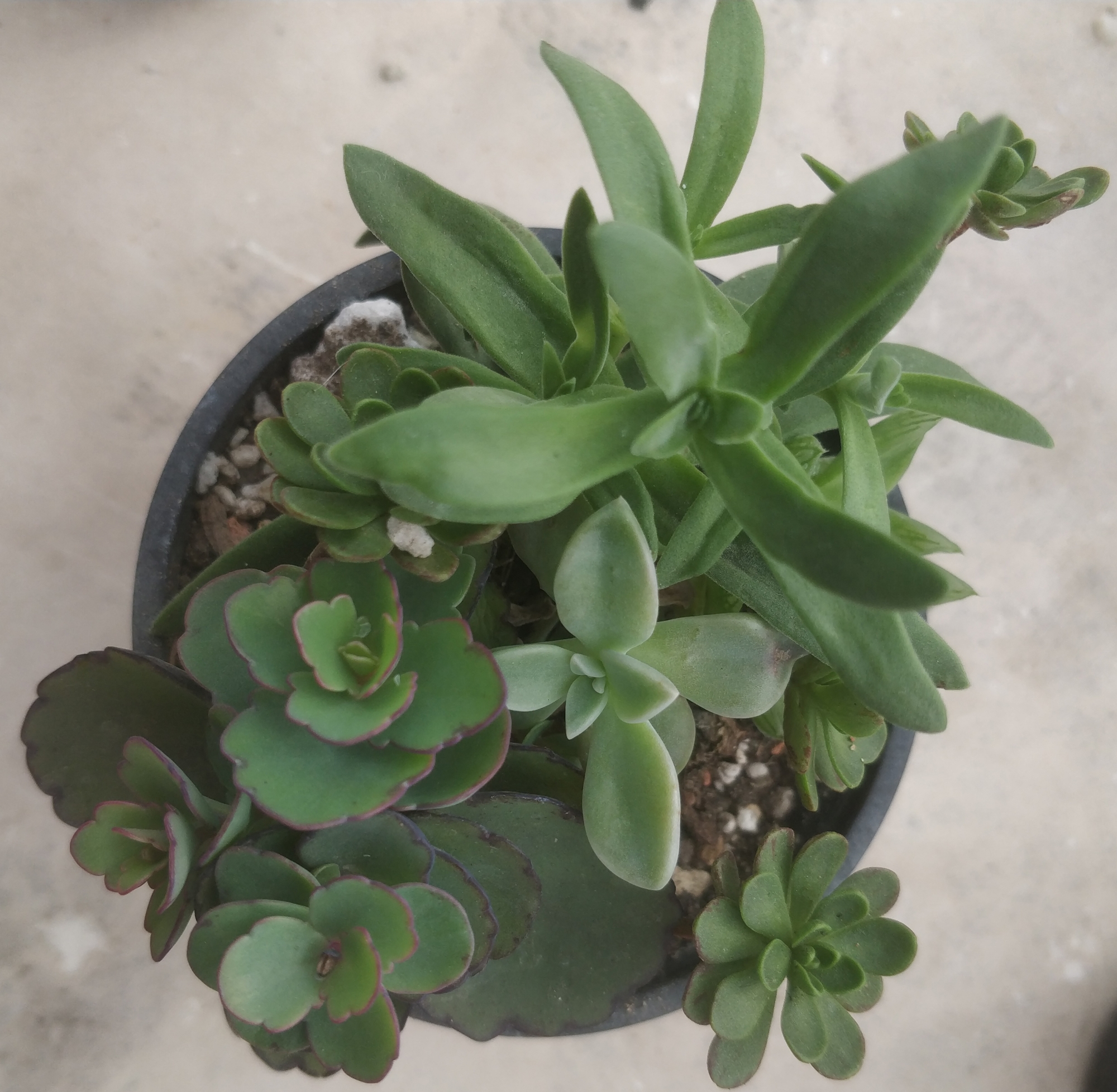 Сукуленти микс (Succulents mix)