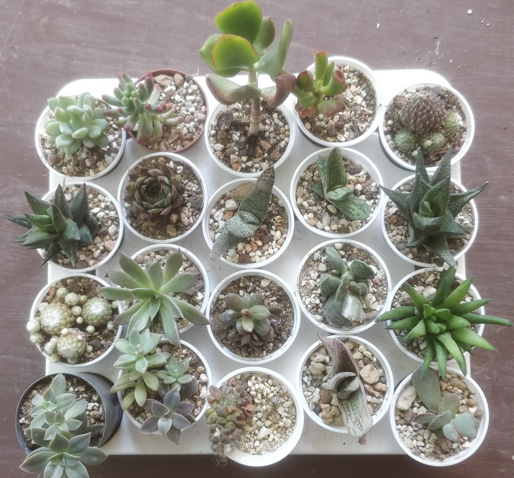 Сукуленти микс (Succulents mix)