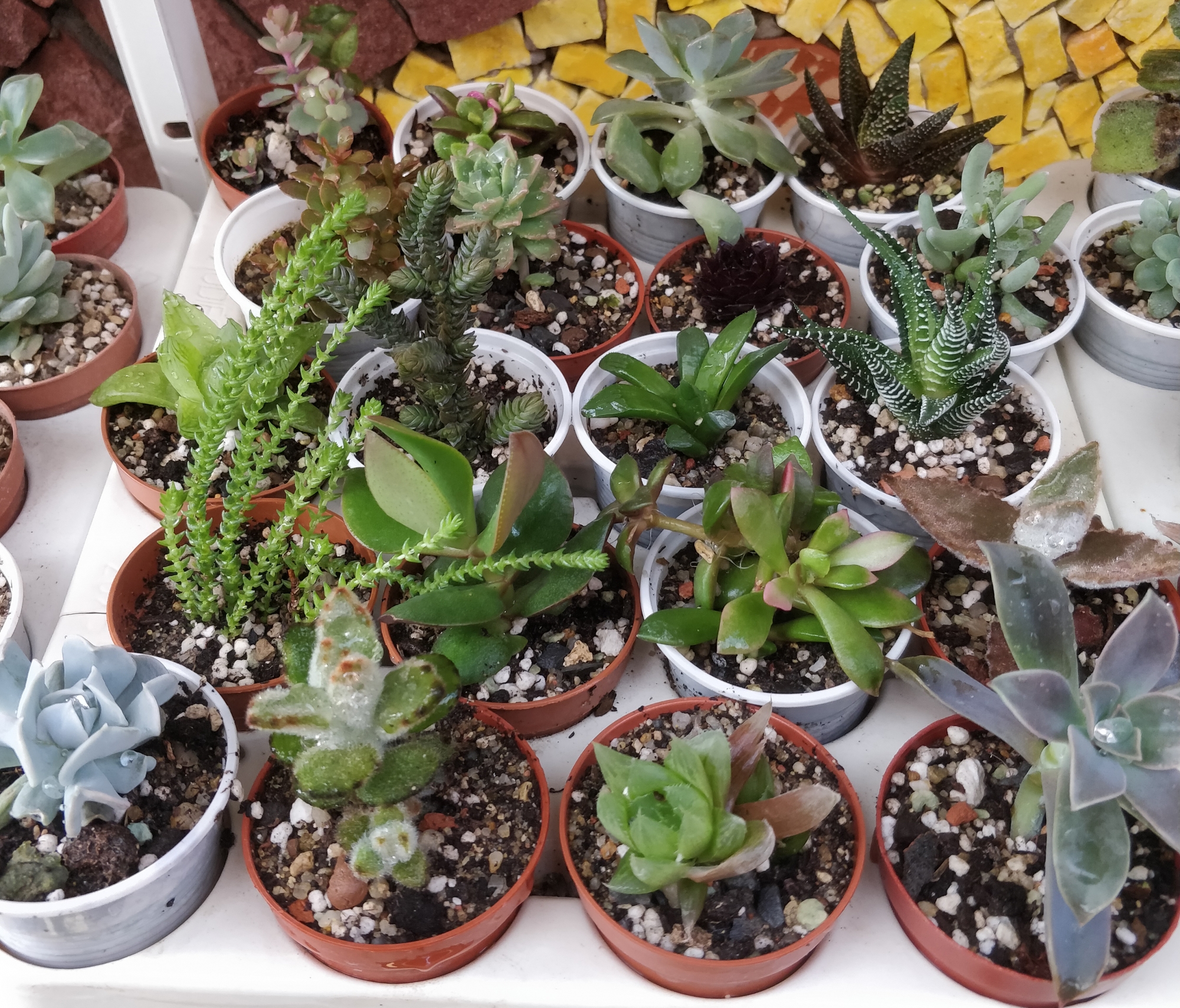Сукуленти микс (Succulents mix)