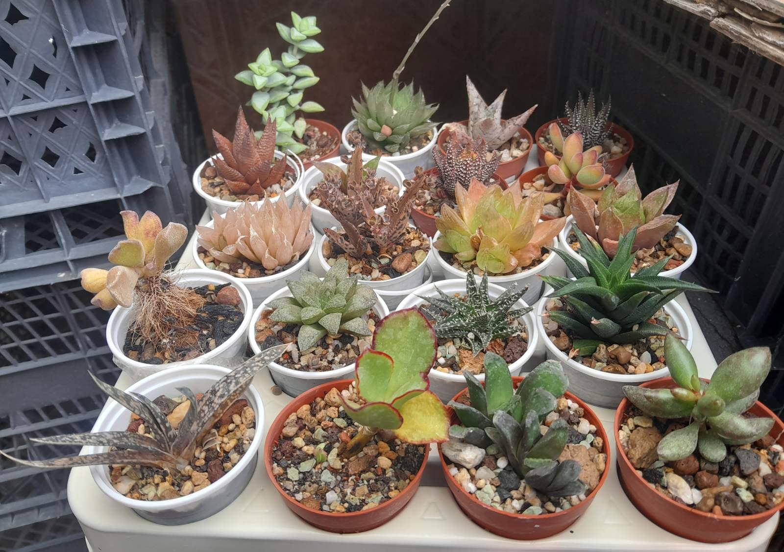 Сукуленти микс (Succulents mix)