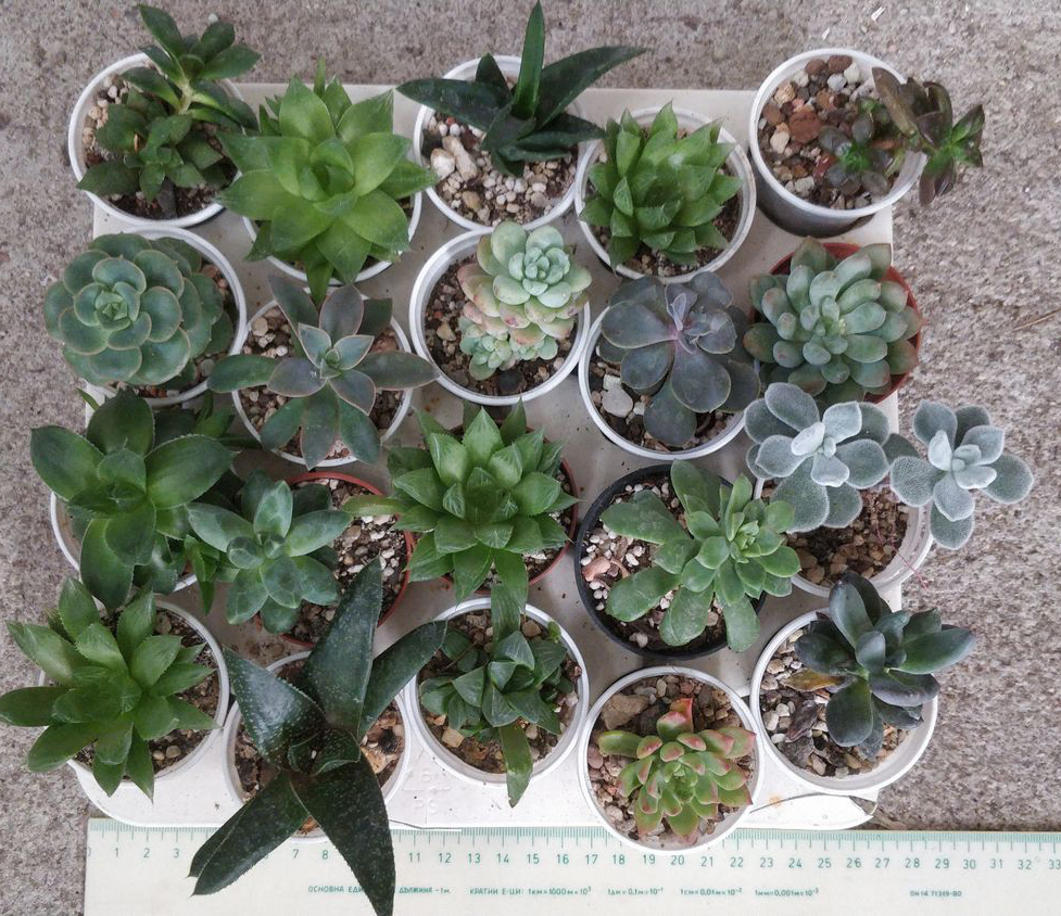 Сукуленти микс (Succulents mix)
