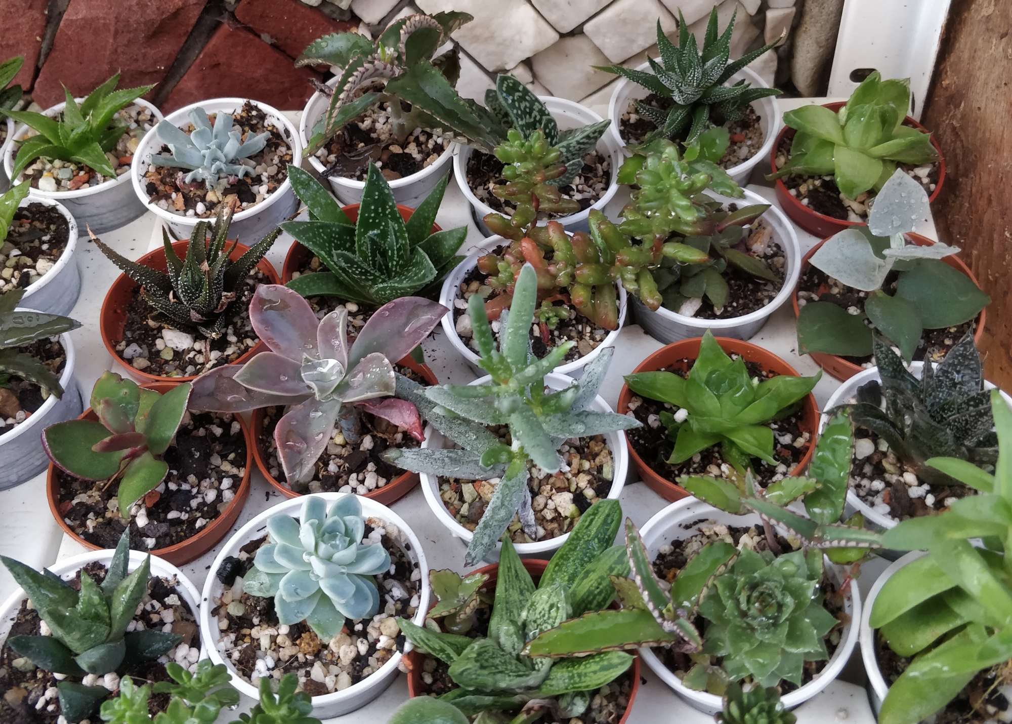 Сукуленти микс (Succulents mix)