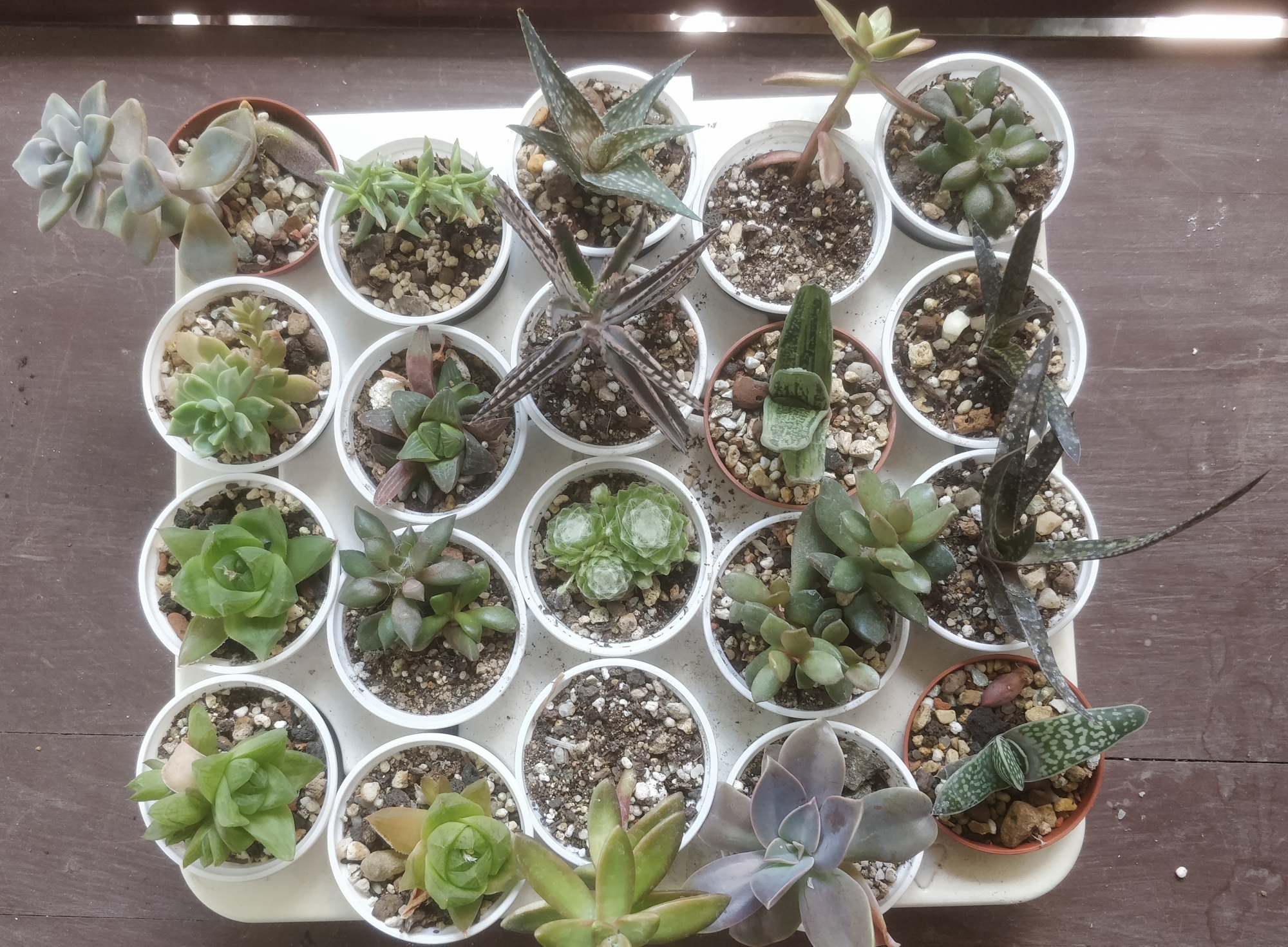 Сукуленти микс (Succulents mix)