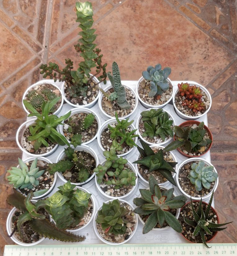 Сукуленти микс (Succulents mix)