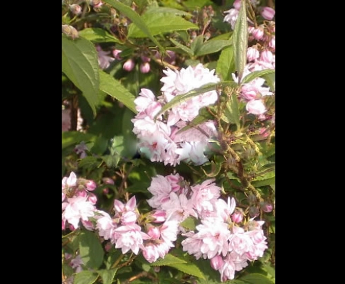 Дойция, розова (Deutzia) Дойция, розова (Deutzia)