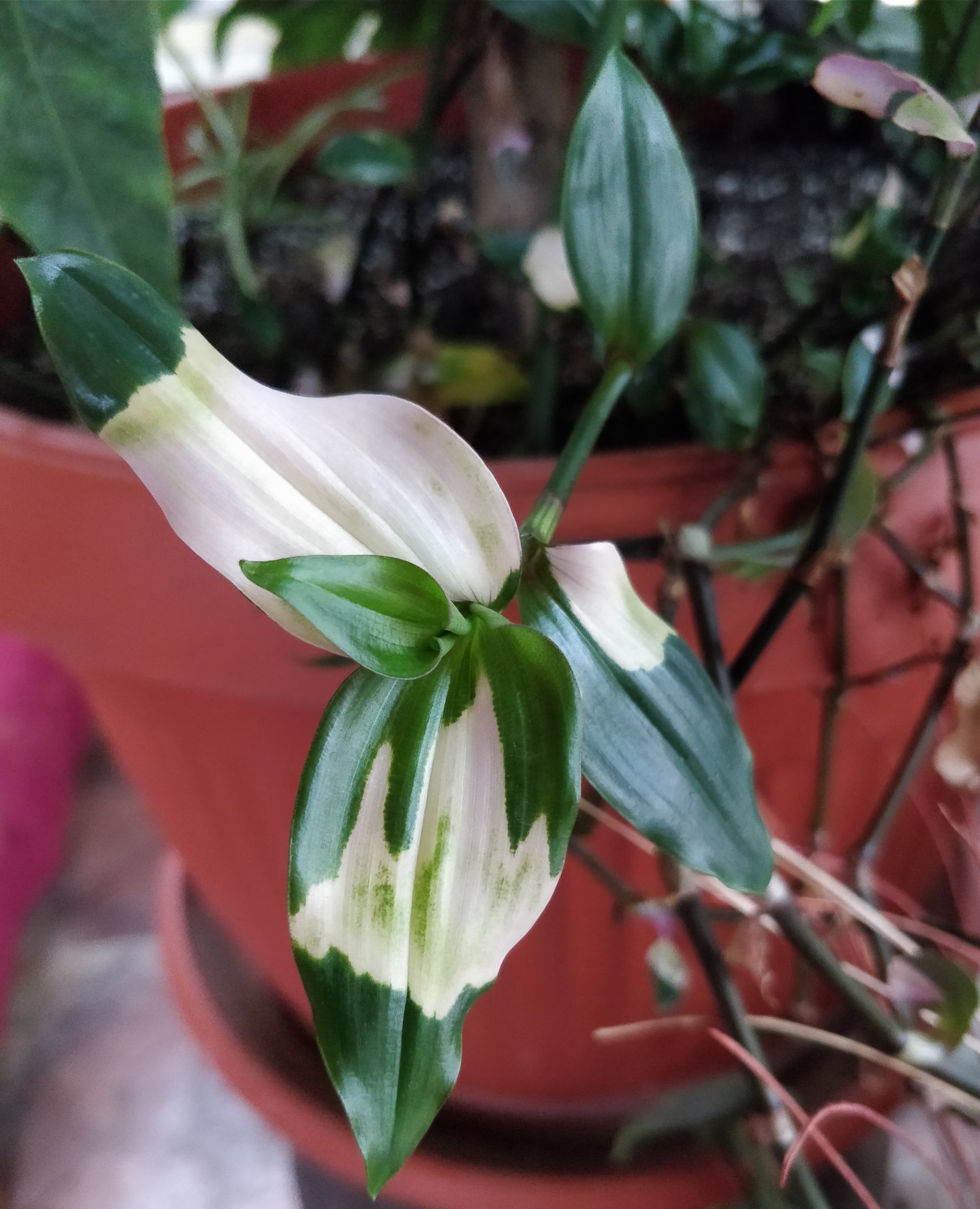 Традесканция (Tradescantia) Традесканция (Tradescantia)