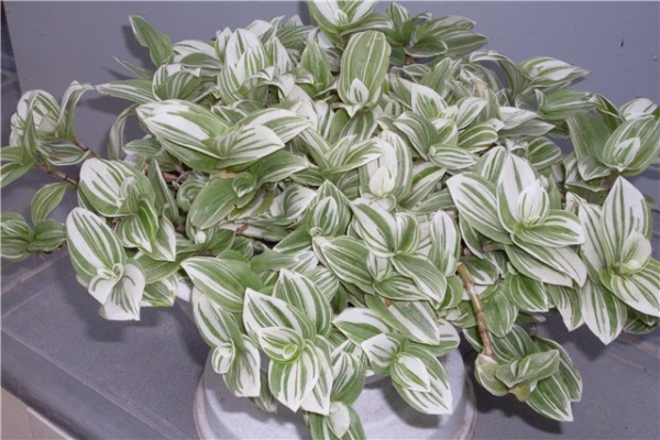 Традесканция (Tradescantia fluminensis radescantia albiflora - var. albovittata) Традесканция (Tradescantia fluminensis radescantia albiflora - var. albovittata)