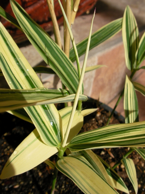 Вариегатен бамбук (Bambusa Variegated Bamboo)